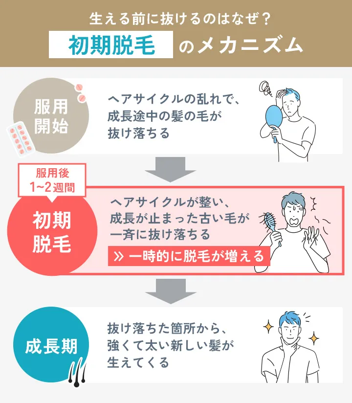 AGA治療で初期脱毛が起こるメカニズム