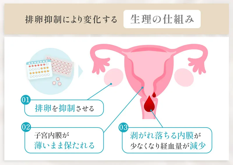 排卵抑制により変化する生理の仕組み